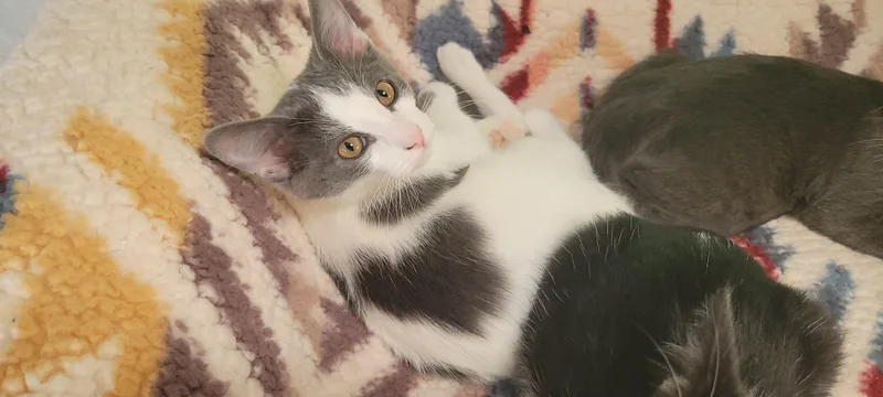 A baby medium-sized male Gray & White Domestic Short Hair cat named Pj for adoption in Racine, WI