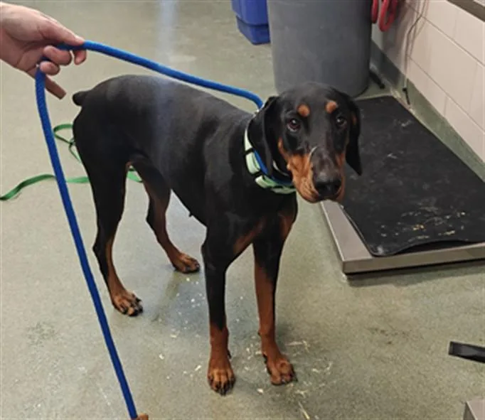 A young large-sized female Mixed Breed dog named Pantera for adoption in Santa Fe, NM