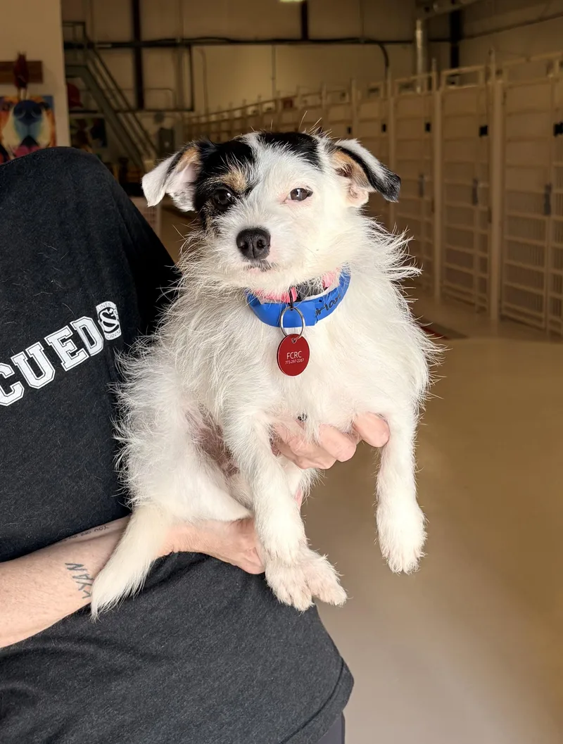 An adult small-sized male Terrier dog named Brian for adoption in Chicago, IL