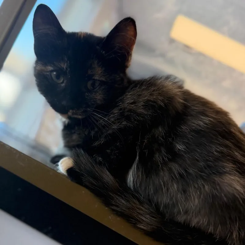 A baby small-sized female Black Domestic Short Hair cat named Maran for adoption in Watertown, NY