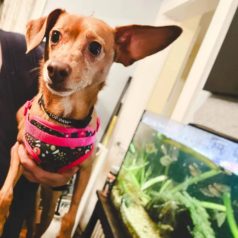 Peach And Pongo thumbnail 3