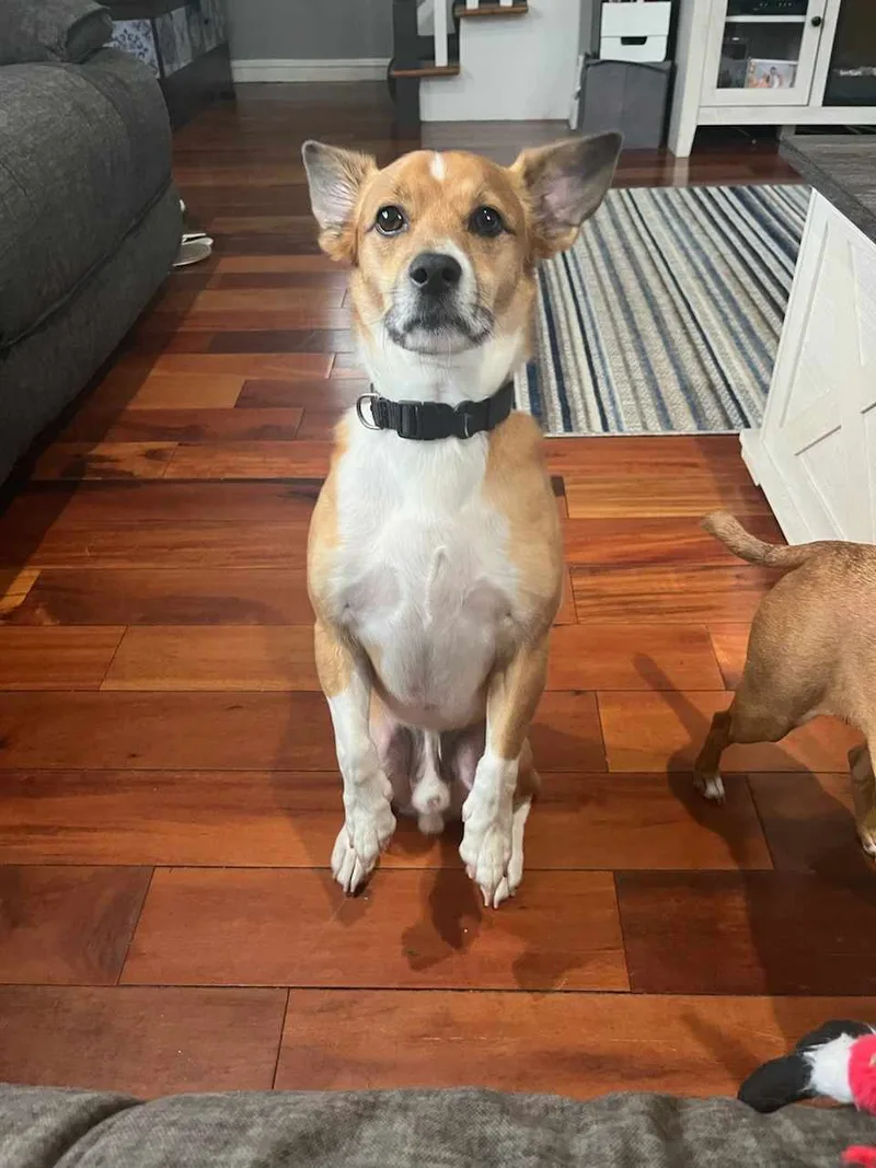 Peach And Pongo thumbnail 4