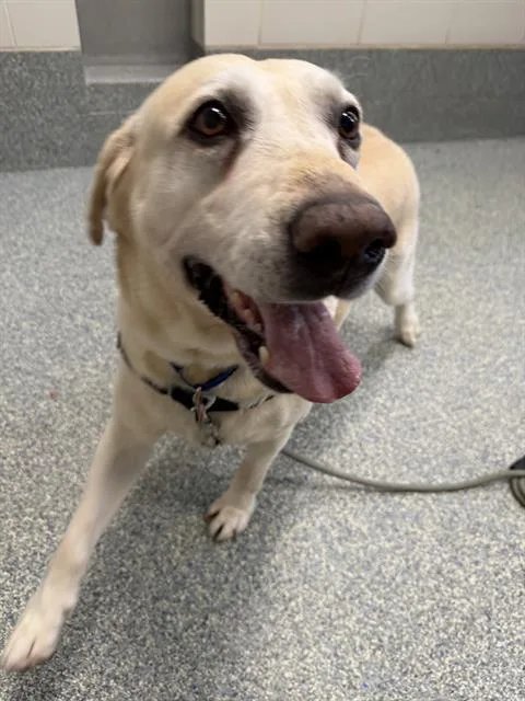 An adult large-sized male Labrador Retriever dog named Powder for adoption in Methuen, MA