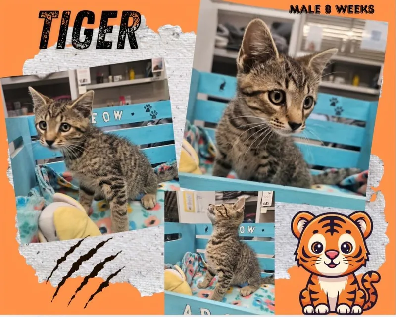 A baby large-sized male Domestic Short Hair cat named Tigner for adoption in Blountville, TN