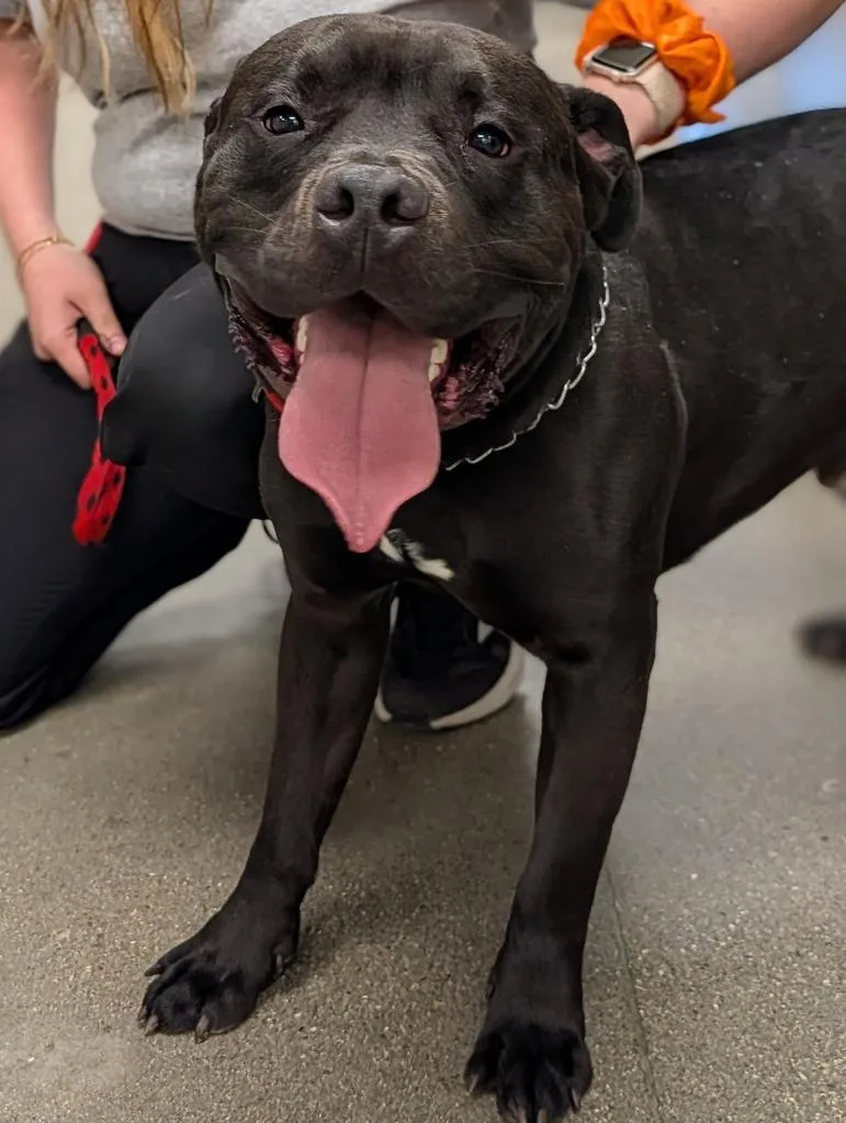 An adult large-sized male Pit Bull Terrier dog named Lonzo for adoption in Greenfield, IN