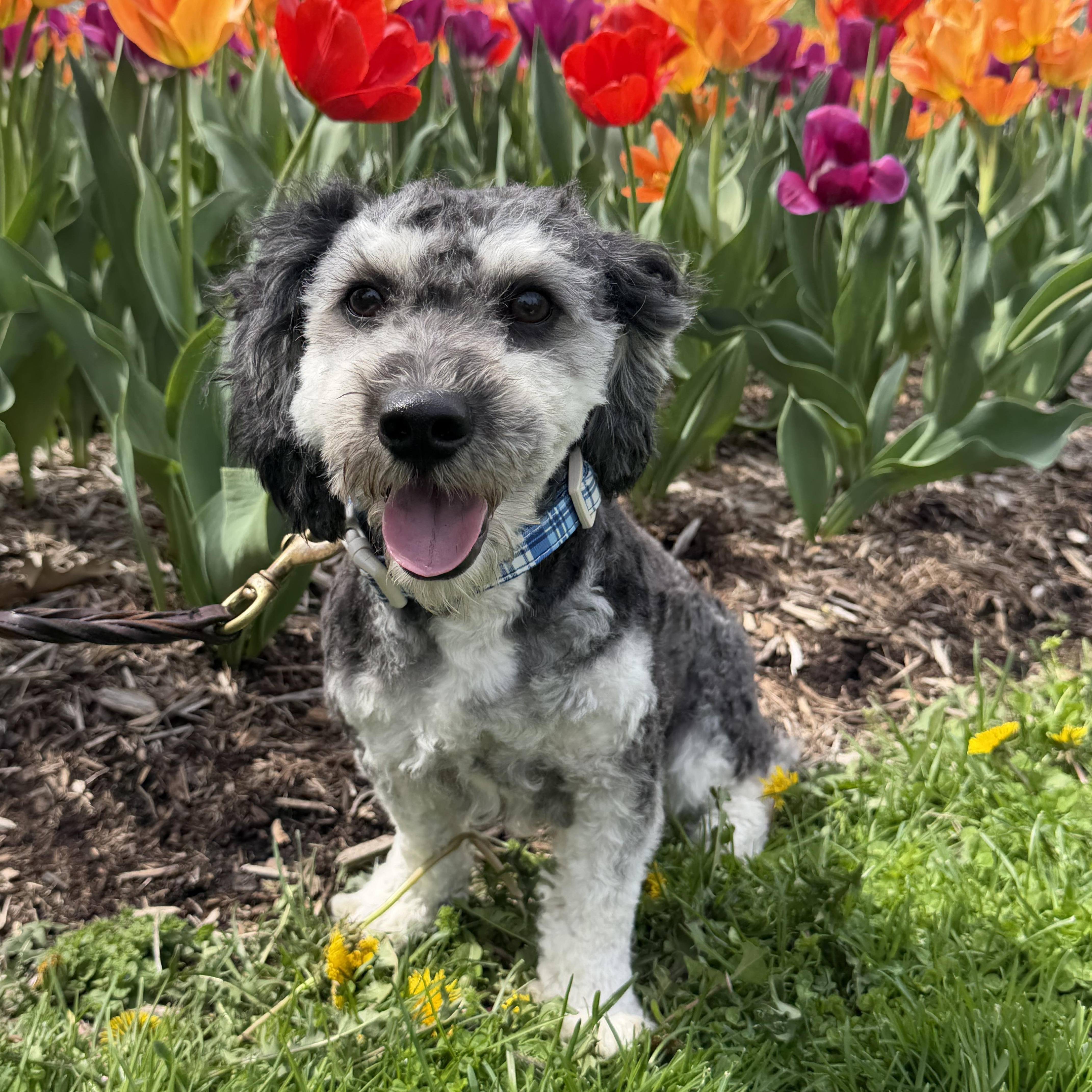 An adult small-sized male Black Bichon Frise dog named Gatsby for adoption in Bettendorf, IA