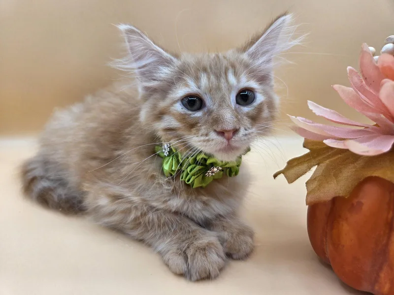 A baby medium-sized female Orange / Red Domestic Long Hair cat named Riot for adoption in Magnolia Springs, AL