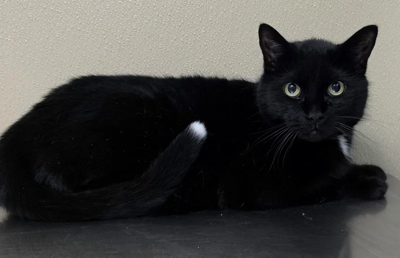 An adult medium-sized male Domestic Short Hair cat named Tipton for adoption in Brainerd, MN