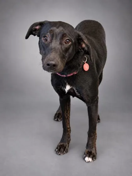 A young medium-sized female Labrador Retriever dog named Teyla for adoption in Bowling Green, KY
