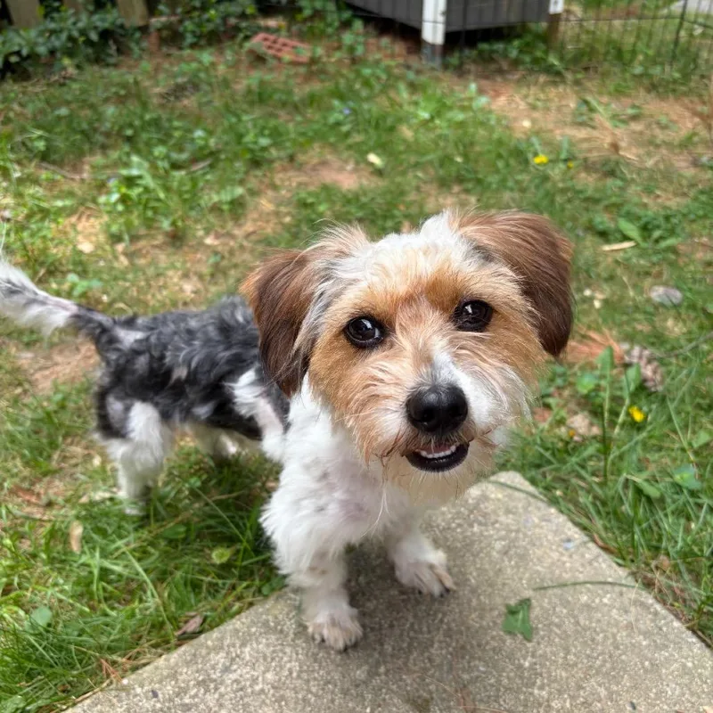 A young small-sized male White / Cream Yorkshire Terrier dog named Mr. Crimp for adoption in Rockville, MD