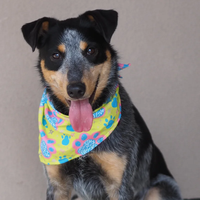A young medium-sized female Yellow / Tan / Blond / Fawn Australian Cattle Dog / Blue Heeler dog named Lainey for adoption in Buena Vista, CO