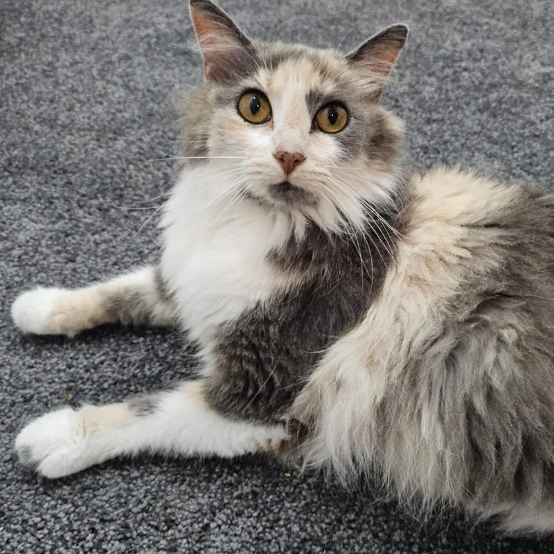 An adult medium-sized female Calico Domestic Medium Hair cat named Diana for adoption in Belleville, IL