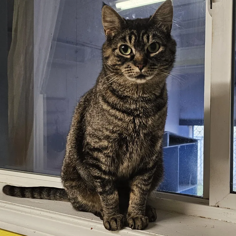 An adult medium-sized female Tabby (Gray / Blue / Silver) Domestic Short Hair cat named River for adoption in St. Maries, ID