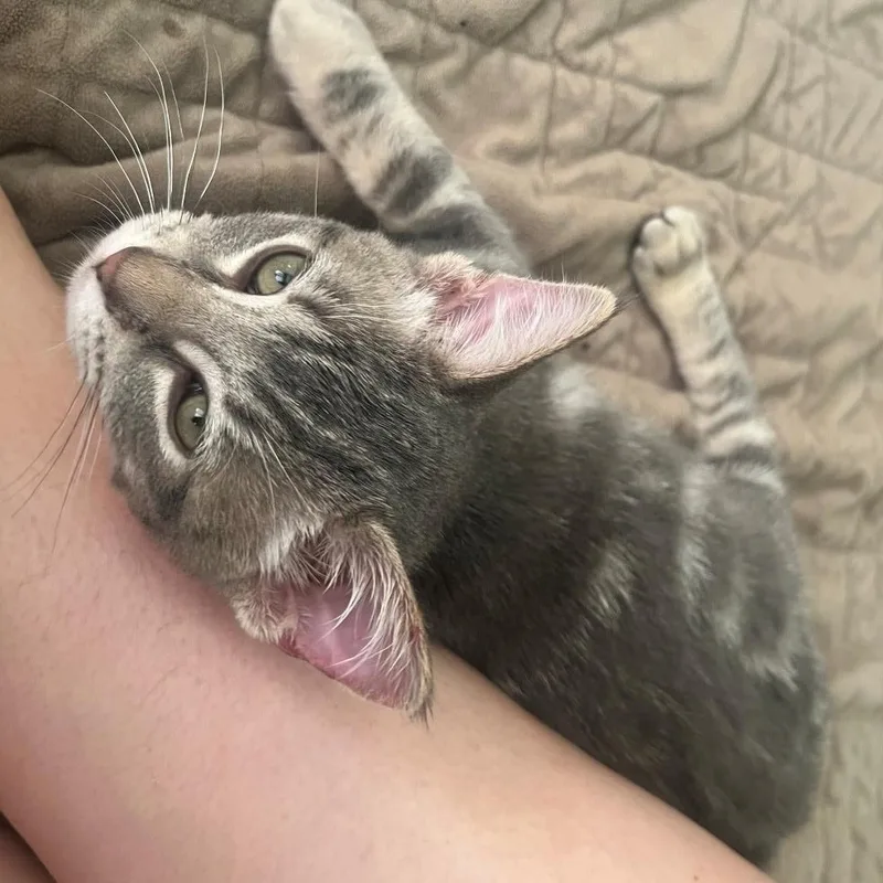 A baby small-sized male Domestic Short Hair cat named Amos James for adoption in Morrison, CO