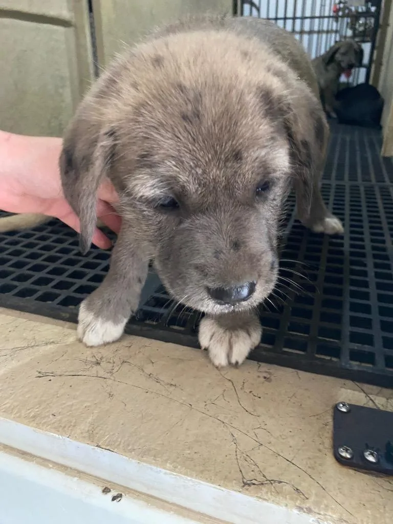 A baby large-sized female Mixed Breed dog named Angie for adoption in Cartersville , GA