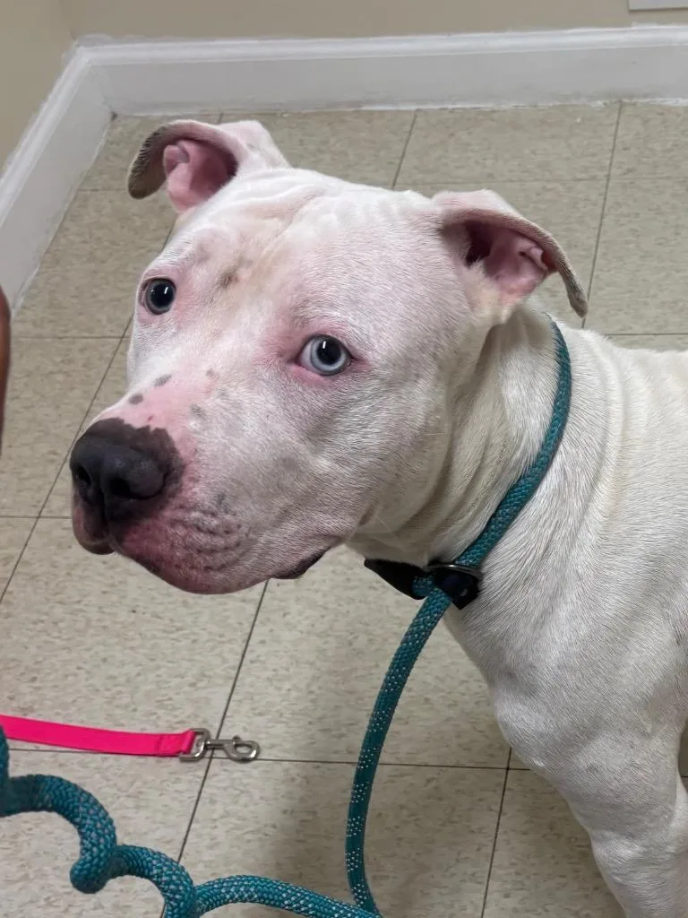 A young medium-sized male Pit Bull Terrier dog named Beluga for adoption in Fall River, MA