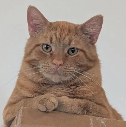 An adult medium-sized male Domestic Short Hair cat named Morris for adoption in Shawano, WI