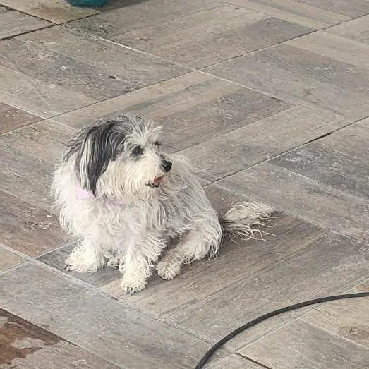 A senior small-sized female White / Cream Havanese dog named Princess for adoption in San Diego, CA
