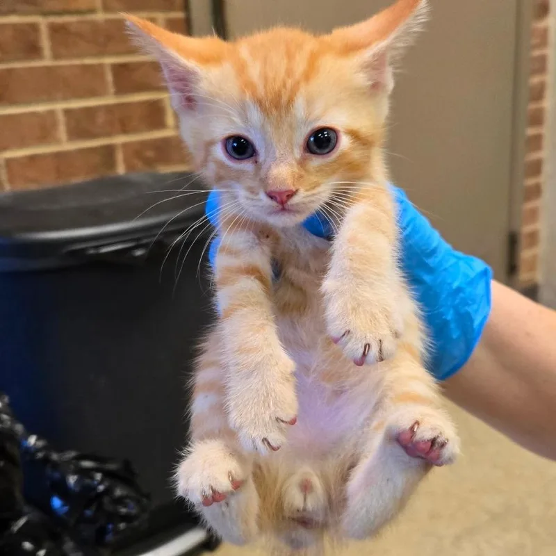 A baby small-sized male Orange / Red Domestic Short Hair cat named Chester for adoption in Birmingham, AL