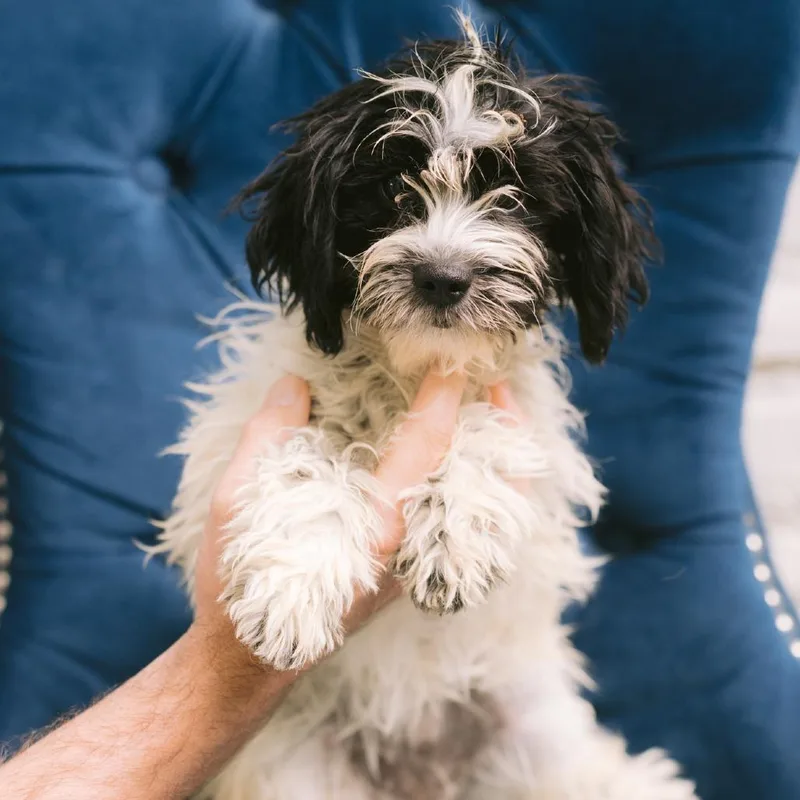 A baby small-sized female Shih Tzu dog named Bernina for adoption in Zionsville, IN
