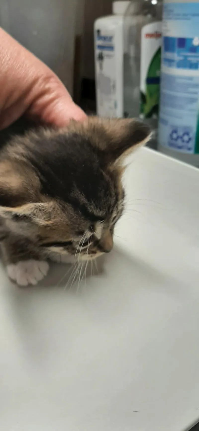A young medium-sized male Tabby (Brown / Chocolate) Domestic Short Hair cat named Flotsam for adoption in Georgetown, OH
