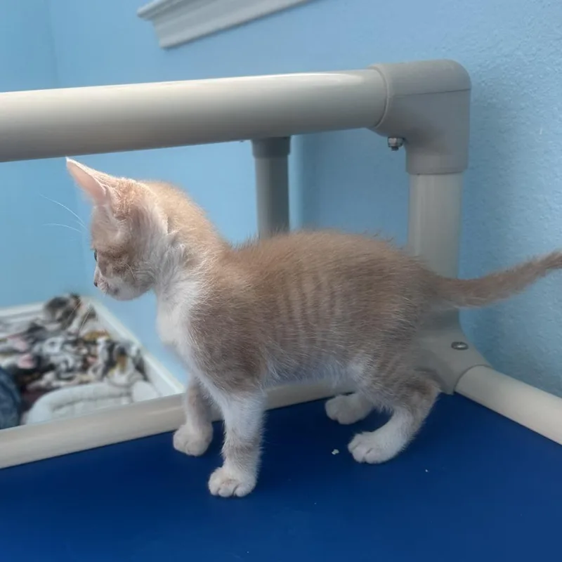 A baby small-sized male Buff / Tan / Fawn Domestic Short Hair cat named Thomas O'Malley for adoption in Austin, TX