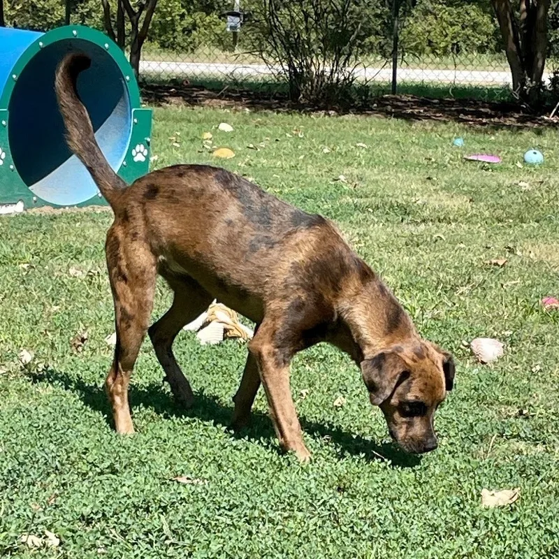 A young medium-sized female Bicolor Catahoula Leopard Dog dog named Reba for adoption in Tunica, MS