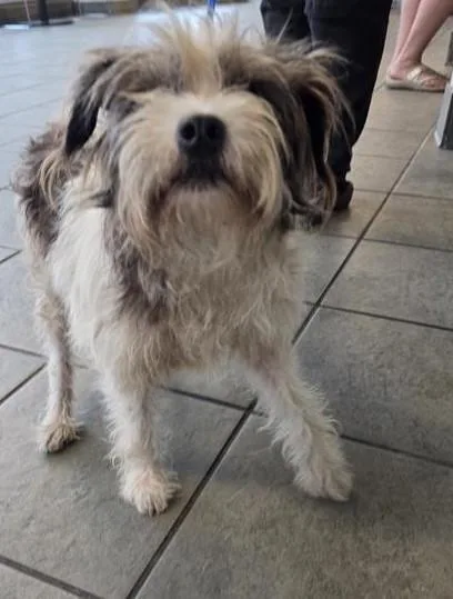 An adult small-sized male Terrier dog named Bongo for adoption in San Antonio, TX