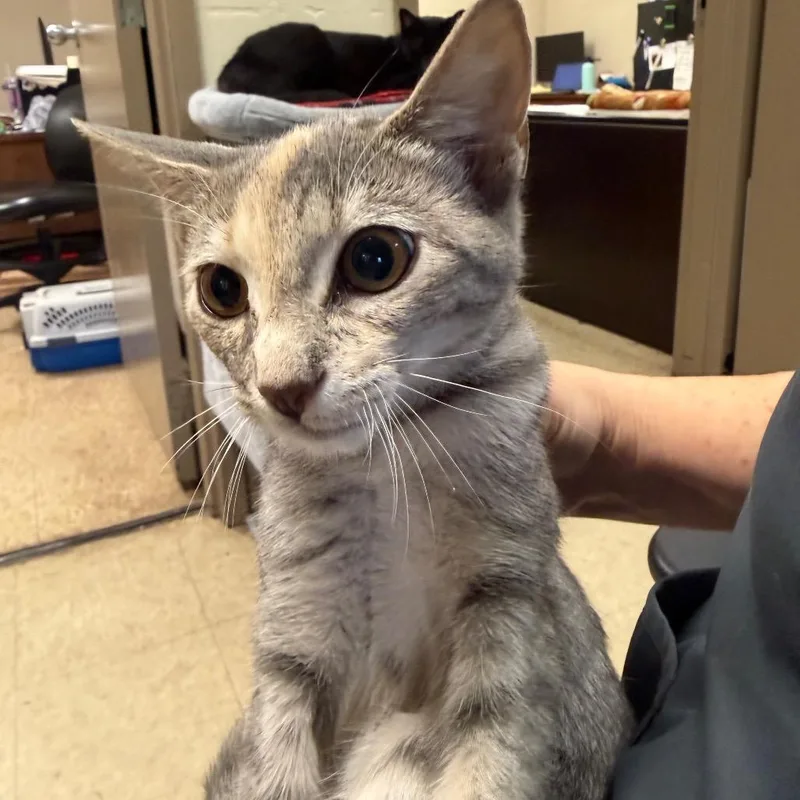 A baby small-sized female Torbie Domestic Short Hair cat named Rosa for adoption in Birmingham, AL