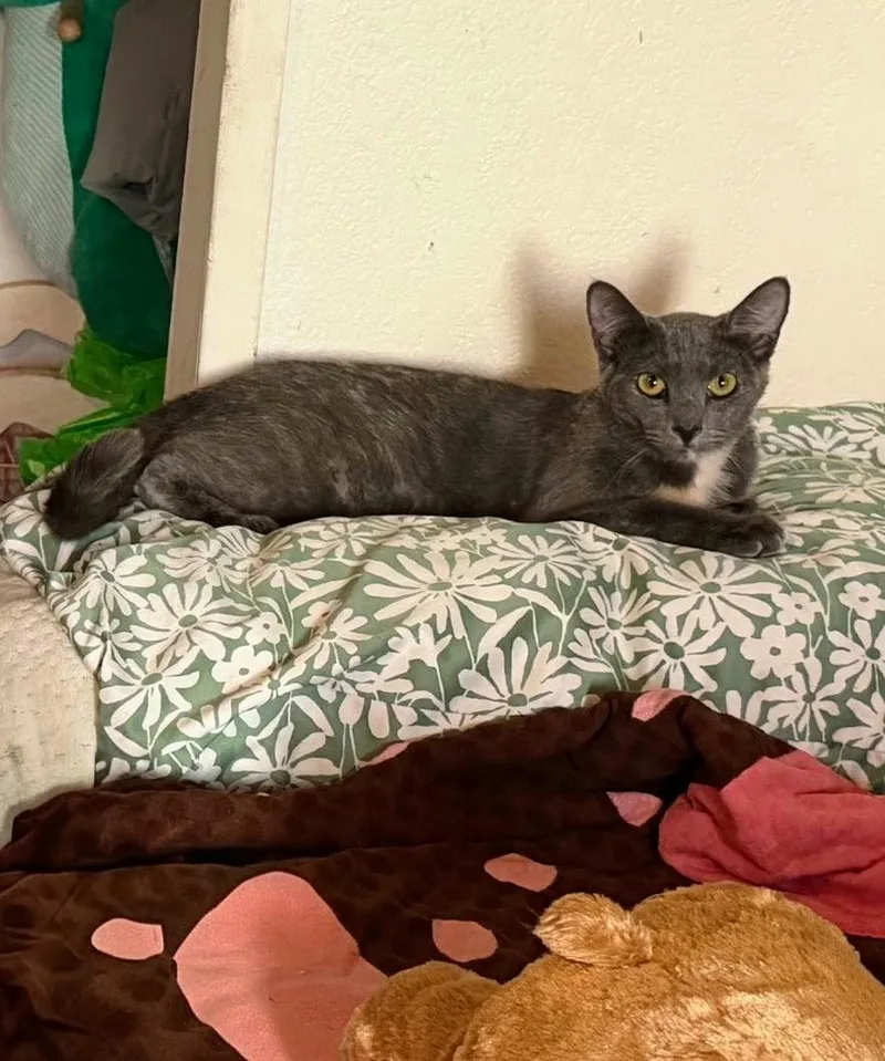 A young medium-sized female Calico Domestic Short Hair cat named Bonnie & Cleo for adoption in Los Angeles, CA