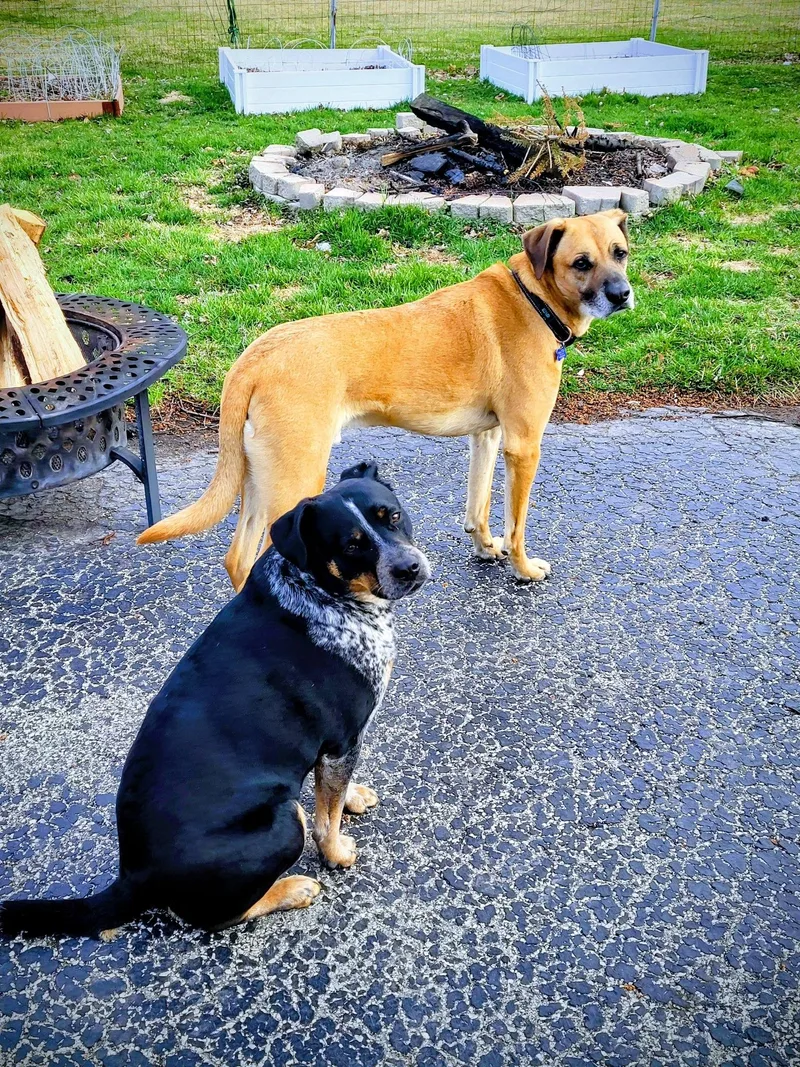 An adult medium-sized male Golden Labrador Retriever dog named Jager for adoption in Warrenville, IL