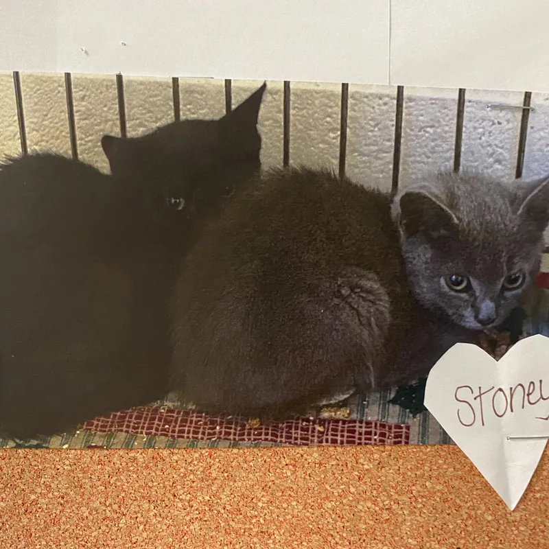 A baby small-sized female Black Domestic Short Hair cat named Stoney And Stormy for adoption in King George, VA