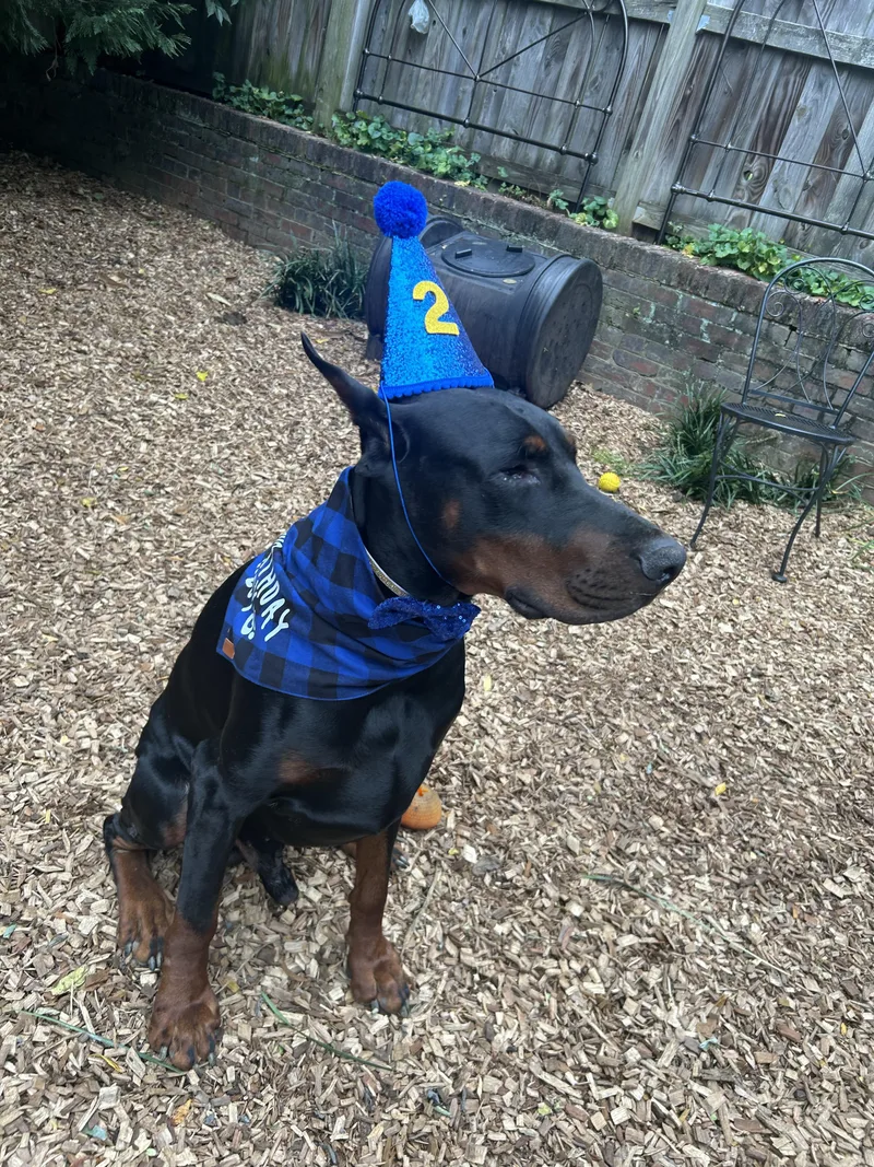 A young large-sized male Bicolor Doberman Pinscher dog named Cooper for adoption in Silver Spring, MD