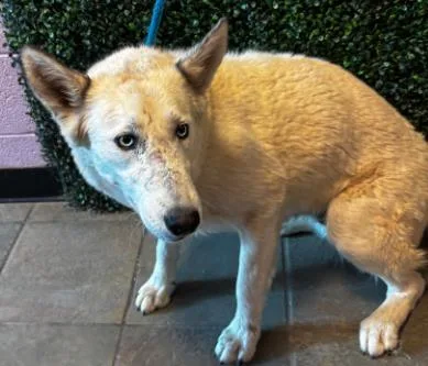 A young large-sized female White / Cream Mixed Breed dog named 60794332 for adoption in El Paso, TX