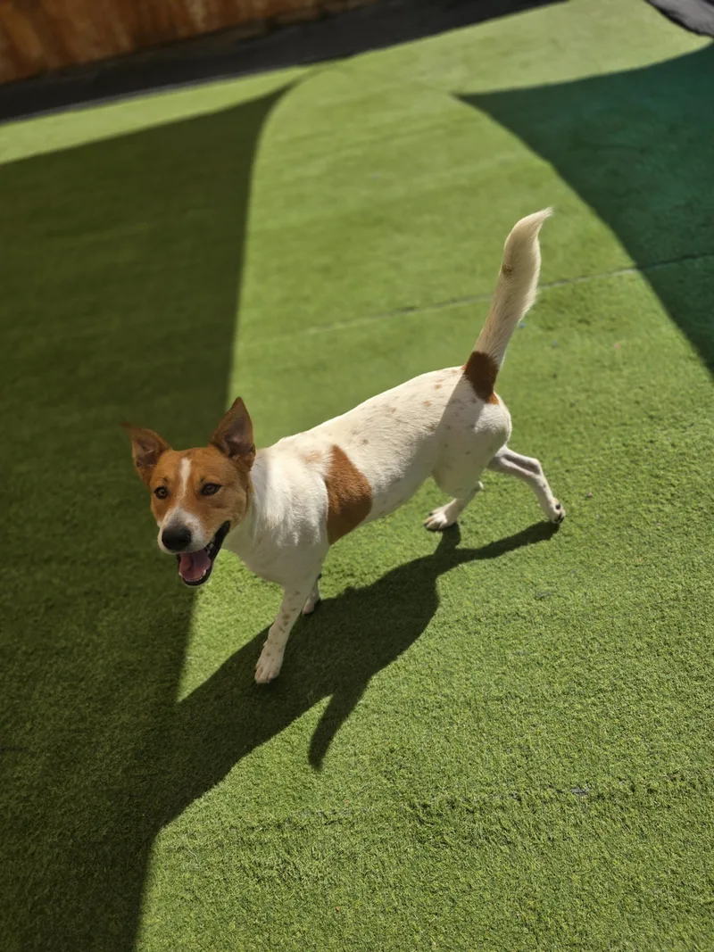 An adult medium-sized female White / Cream Mixed Breed dog named Buttercup CP for adoption in Austin, TX