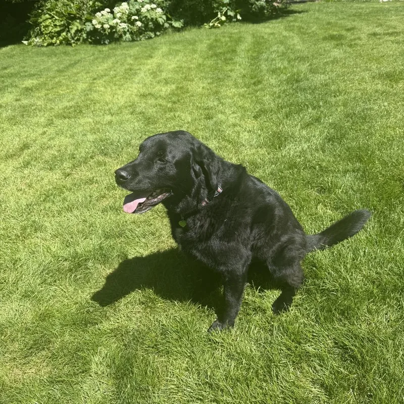 A senior small-sized male Black Mixed Breed dog named Axel for adoption in Hailey, ID