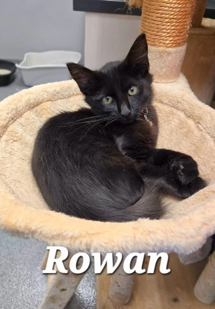 Rowan