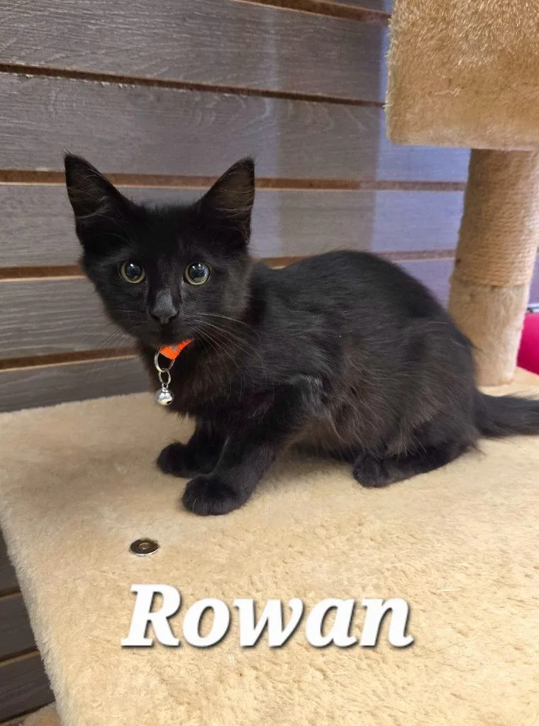 Rowan thumbnail 2