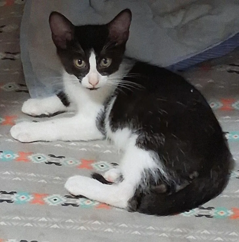 A baby medium-sized male Black & White / Tuxedo Domestic Short Hair cat named Seri for adoption in Oviedo, FL