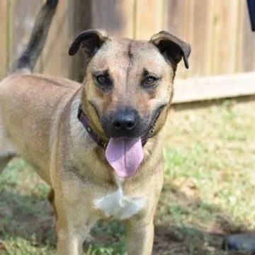 Brittany thumbnail 3