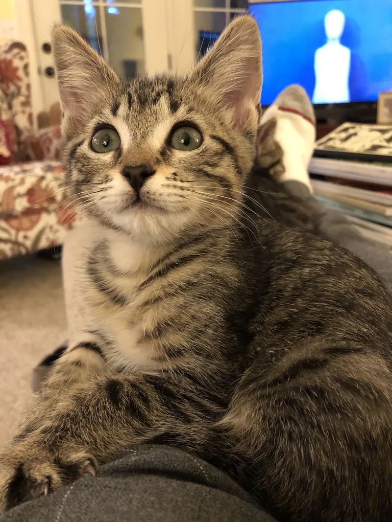 A baby medium-sized male Tabby (Brown / Chocolate) Domestic Short Hair cat named Peanut for adoption in Renton , WA
