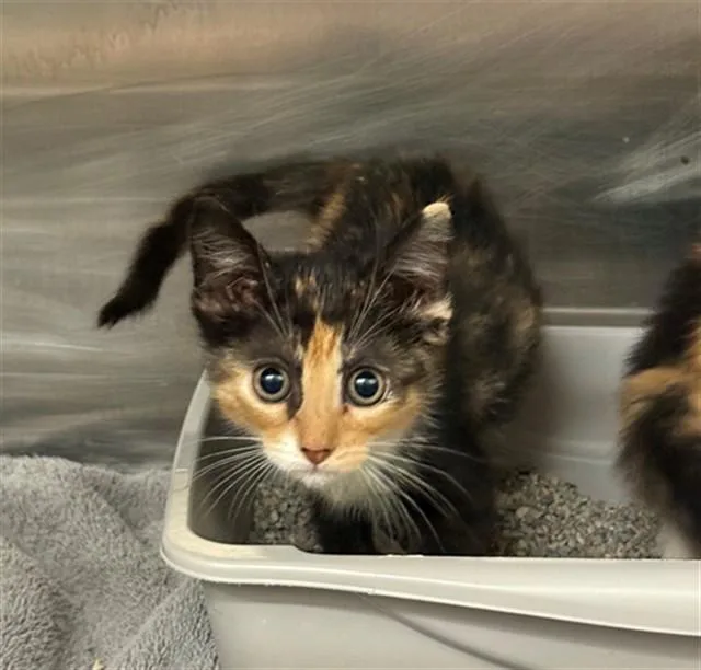 A baby small-sized female Domestic Short Hair cat named Prima for adoption in Conroe, TX