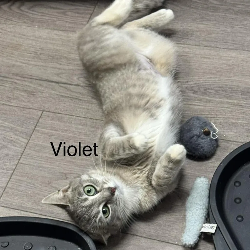 Viola