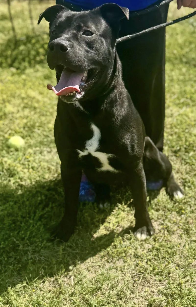 A young large-sized male Black Labrador Retriever dog named Theodore for adoption in Chesterfield, SC