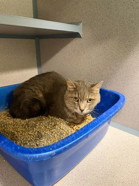 An adult small-sized male Domestic Short Hair cat named K.g. for adoption in Aliquippa, PA