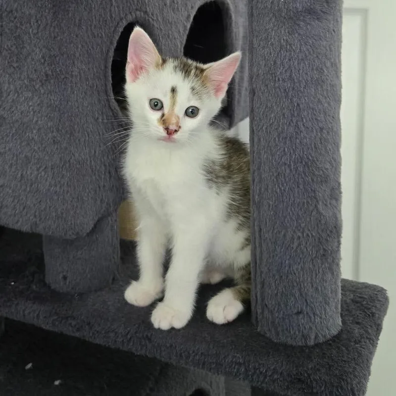 A baby small-sized male White Domestic Short Hair cat named Turner for adoption in Bel Air, MD