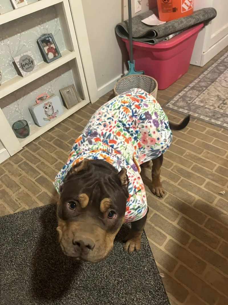 Buttercup thumbnail 2