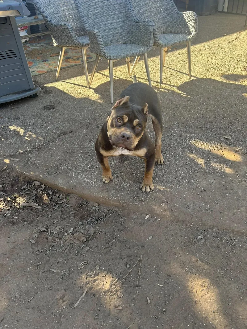 Buttercup thumbnail 3