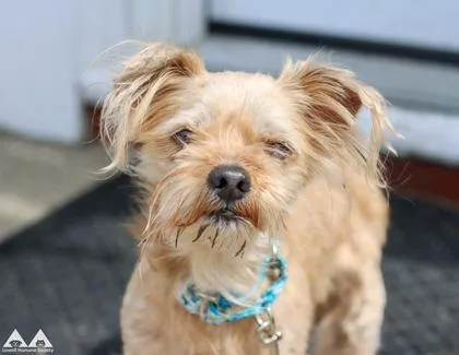An adult small-sized male Mixed Breed dog named Scooby for adoption in Lowell, MA