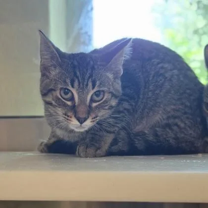 A baby small-sized male Domestic Short Hair cat named Grass Seed for adoption in Westland, MI